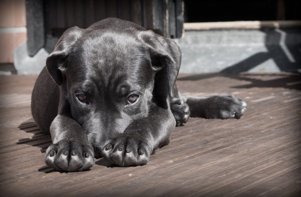 hyperactieve puppy springt puppy rust in bench puppy met puzzelspeelgoed